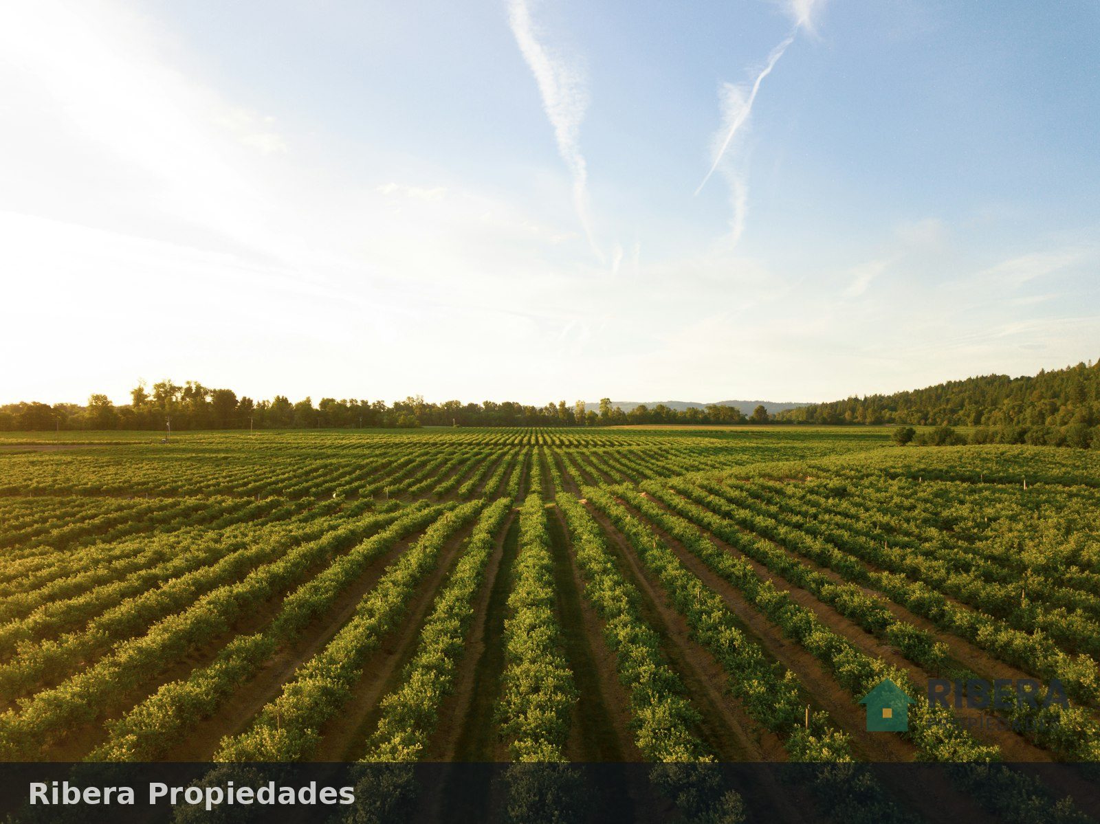 Campo agrícola de 120 hectáreas cerca de Casilda, foto 1