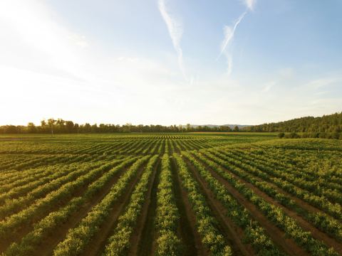 Campo agrícola de 120 hectáreas cerca de Casilda
