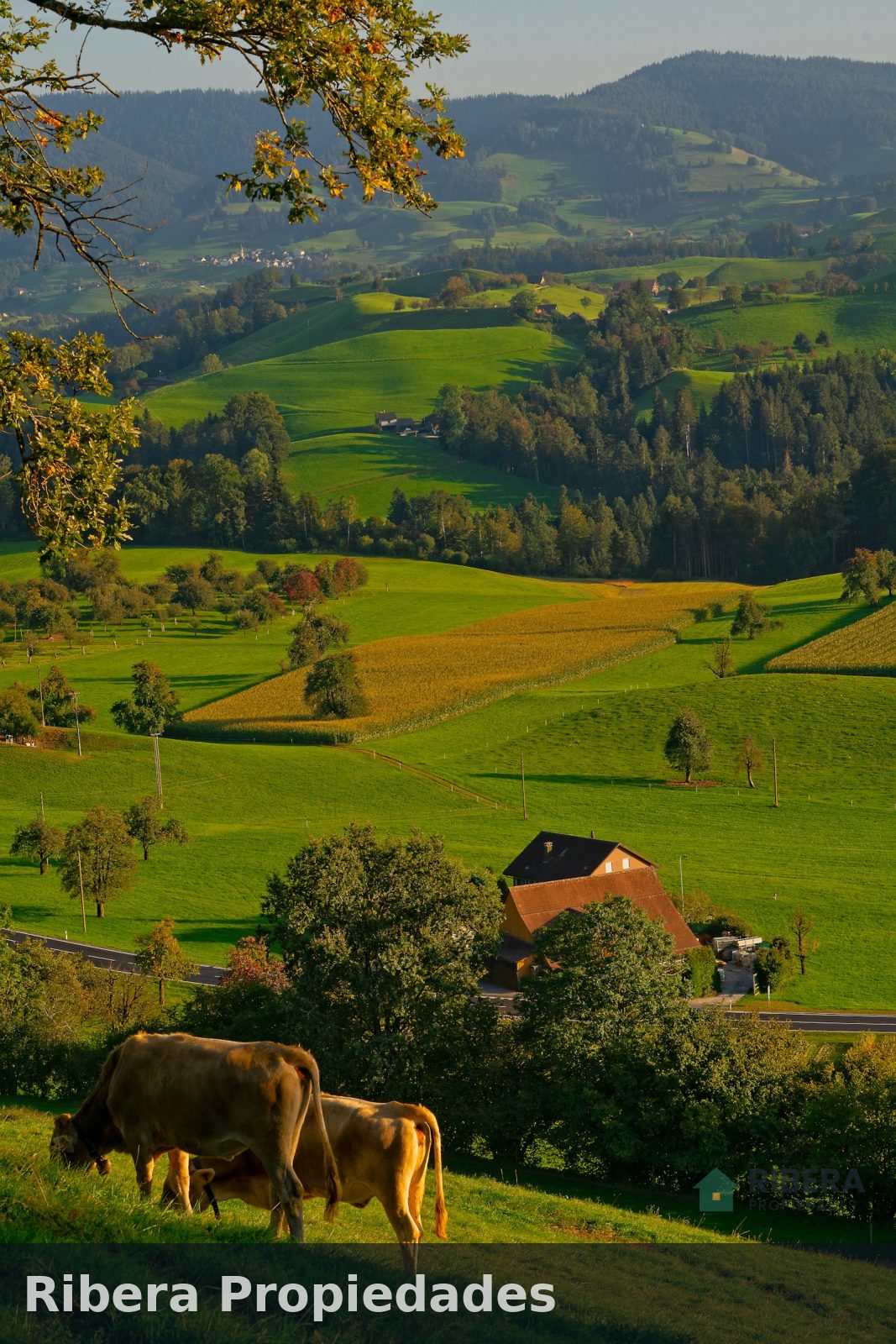 Campo agrícola de 120 hectáreas cerca de Casilda, foto 2